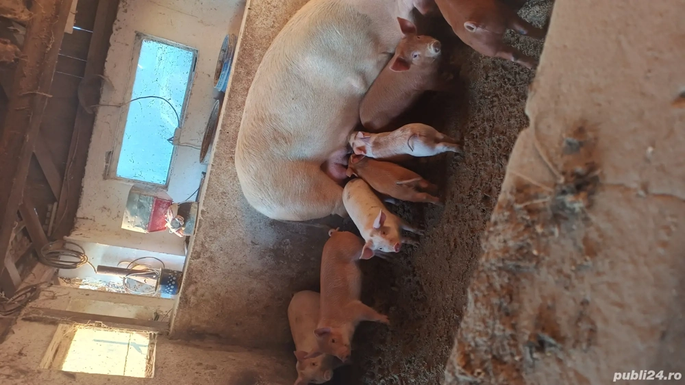 scroafa cu purcei