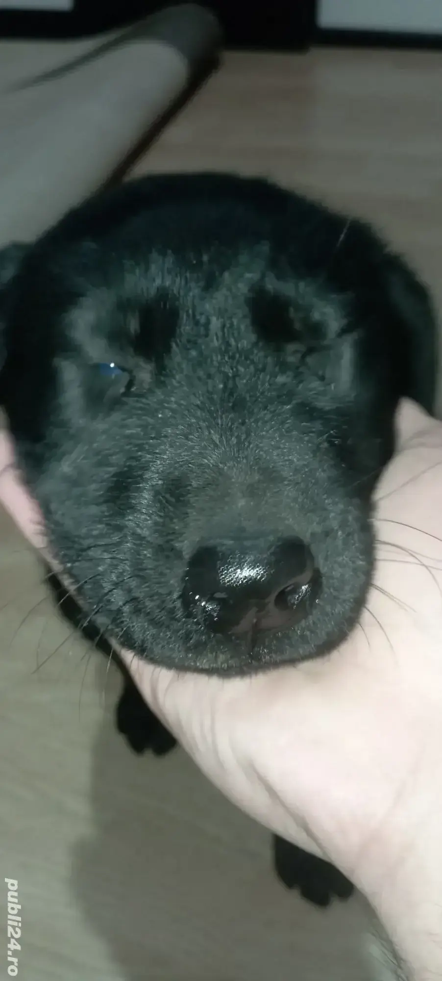 Labrador Retriever Negru 2 luni