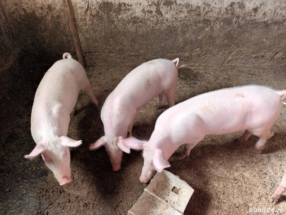 Vand purcei cu greutatea intre 25-35 kg