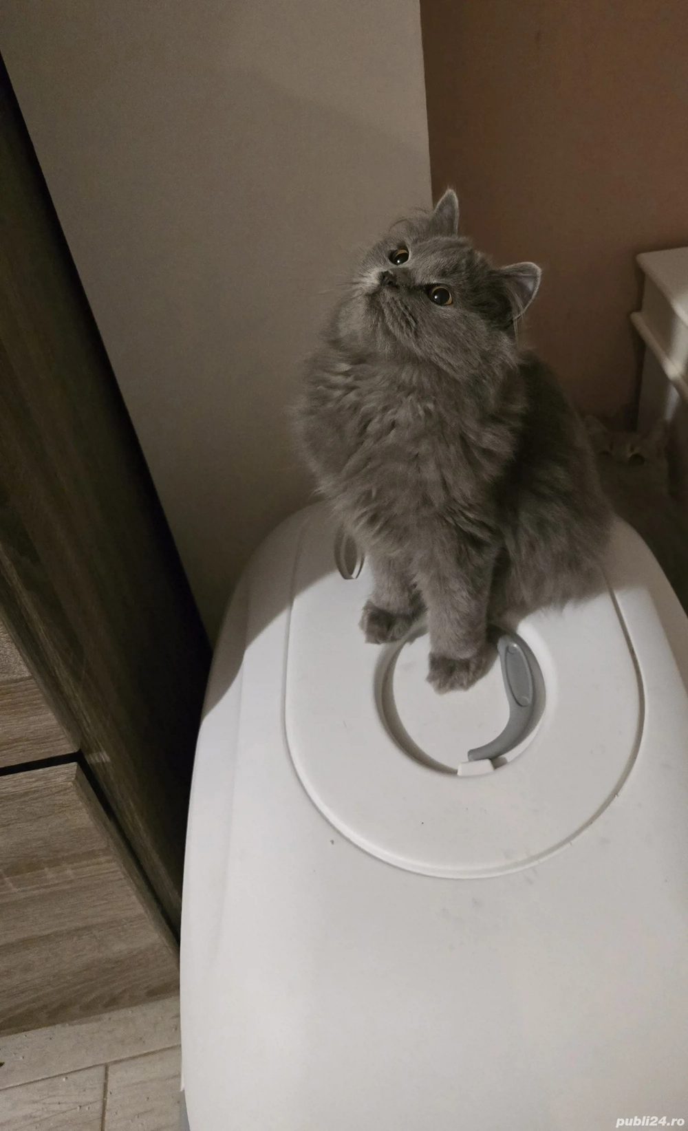 British Long si British Short Hair