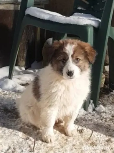 Donez 5 catei si 2 cateluse de rasa metis ciobanesc, in varsta de 3 luni, deparazitati intern și ext