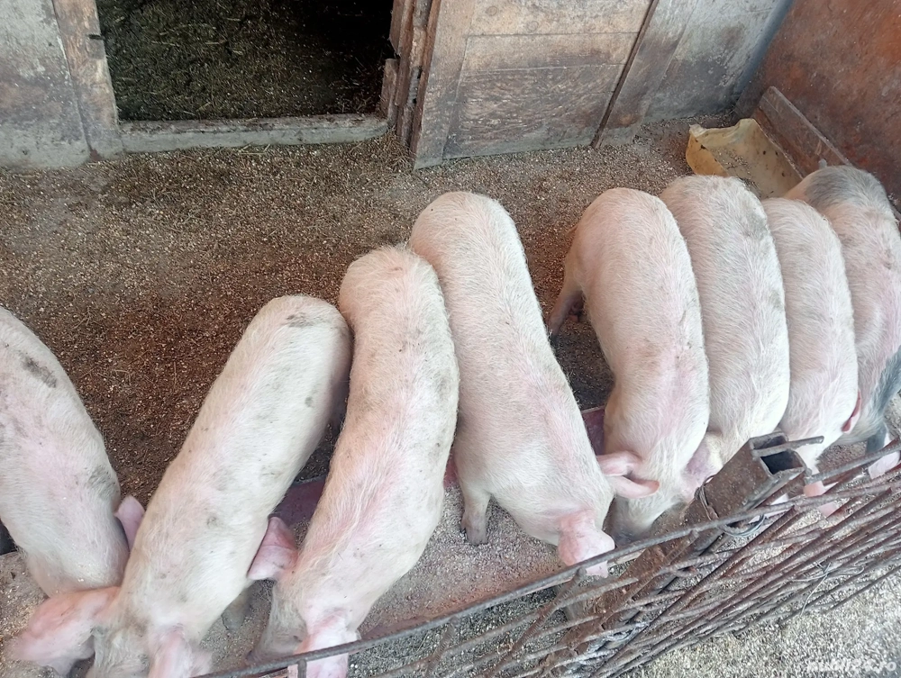 vând grăsuni și purcei 