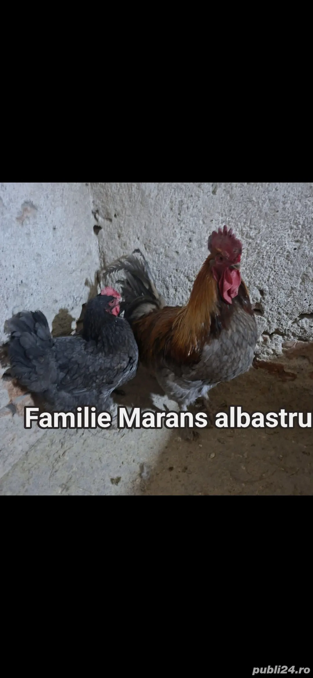 Marans Albastru