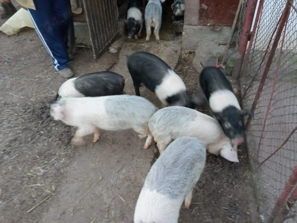 Vând purcei de 3 luni