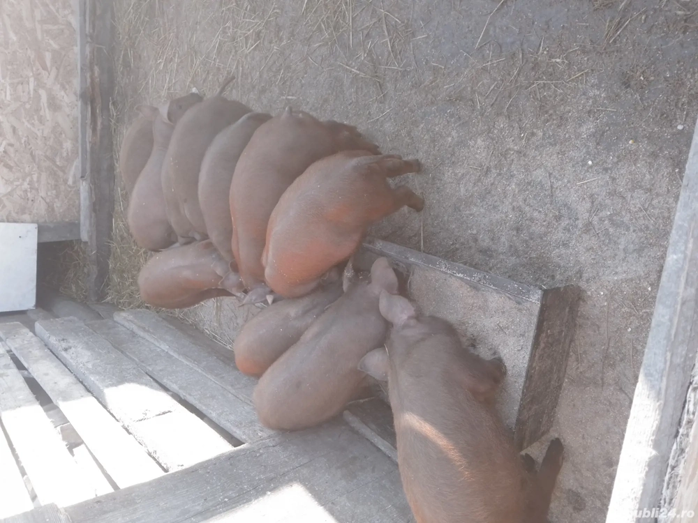 de vanzare grasuni rasa duroc pur