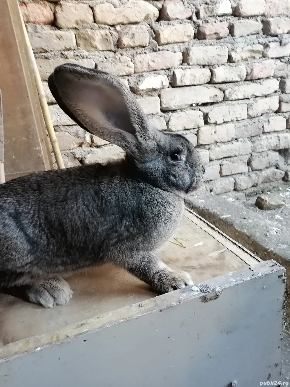 Femelă uriaș german de vânzare sau schimb cu mascul 