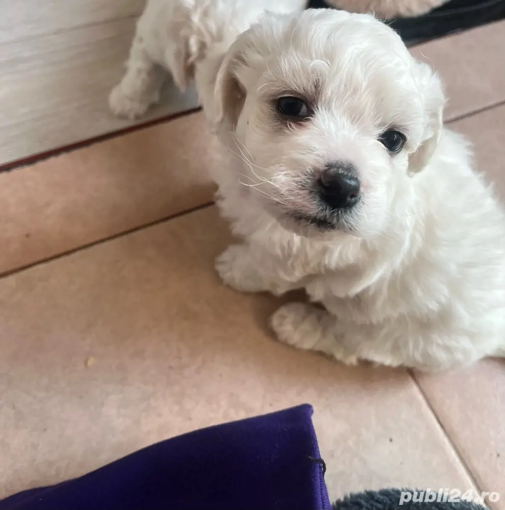 Bichon maltez 6 saptamani 