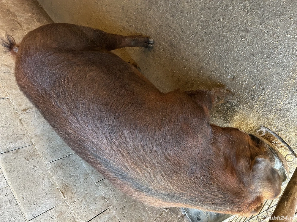 Vând vier rasa duroc 
