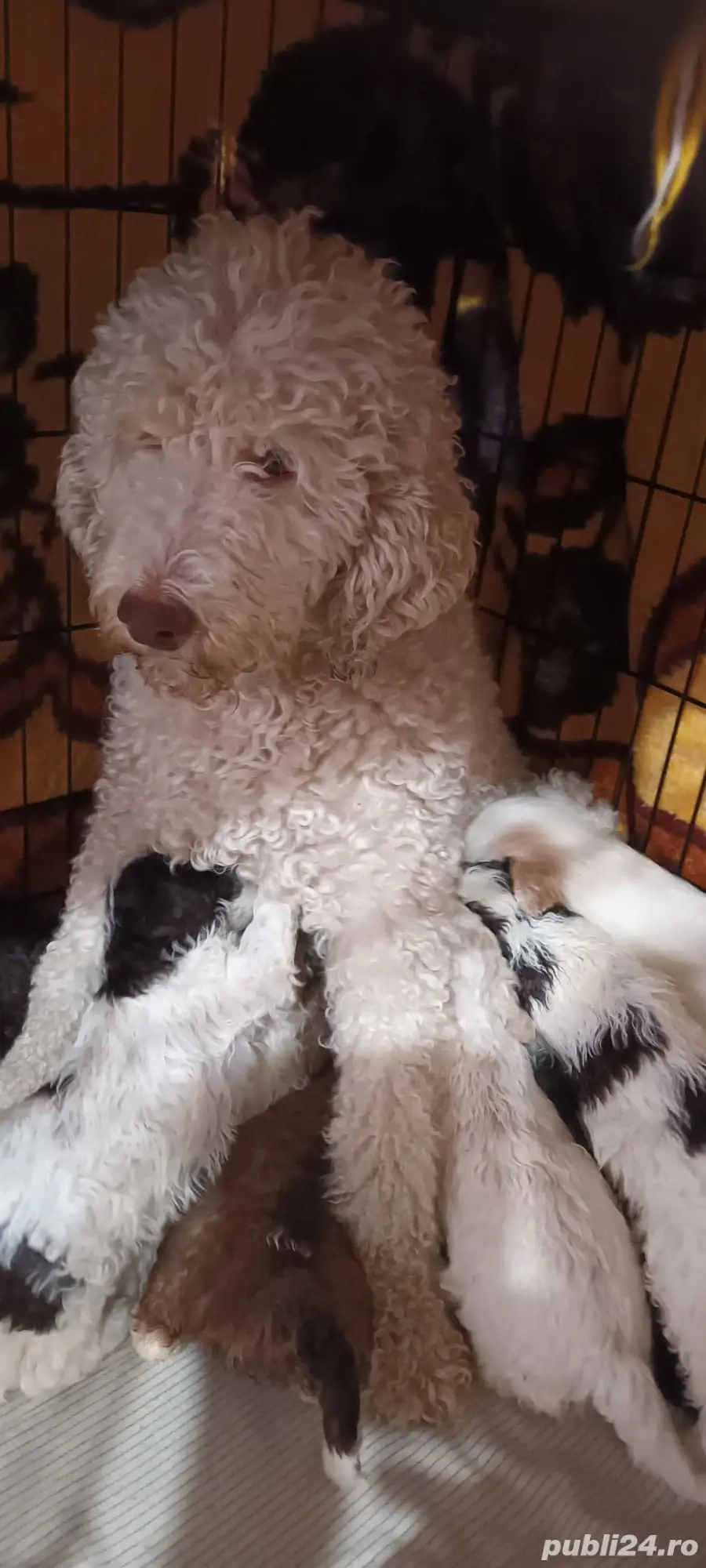 vand cateluse lagotto romagnilio varsta 1 luna