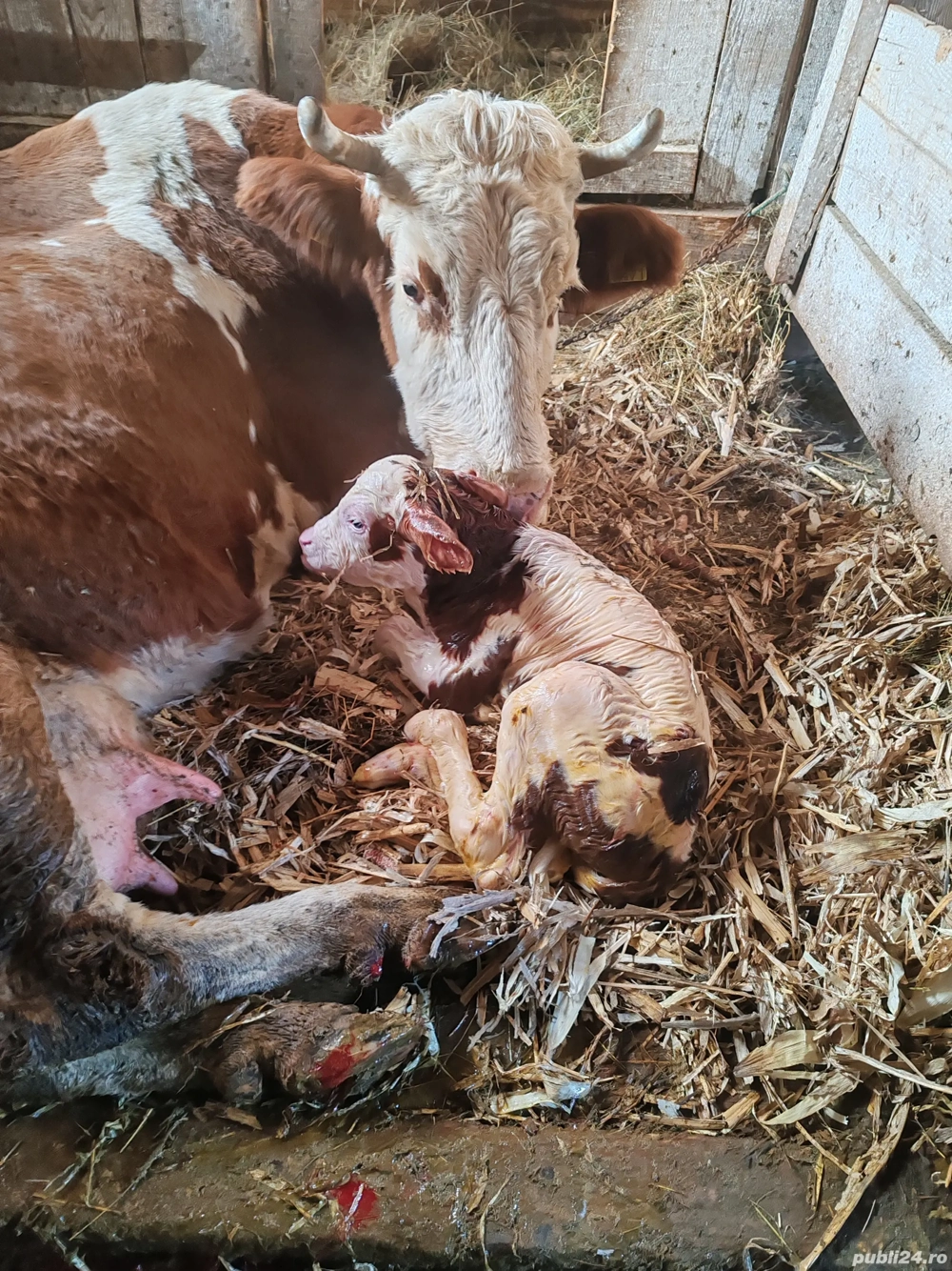 Vând vaca cu vite recent fatata