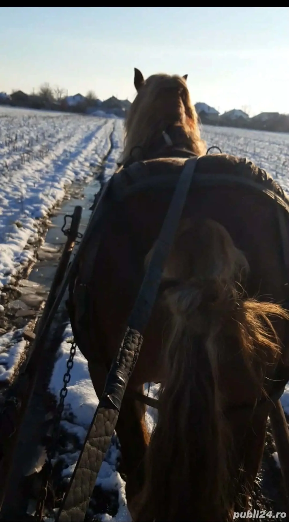 vand cal vârstă 8 ani 