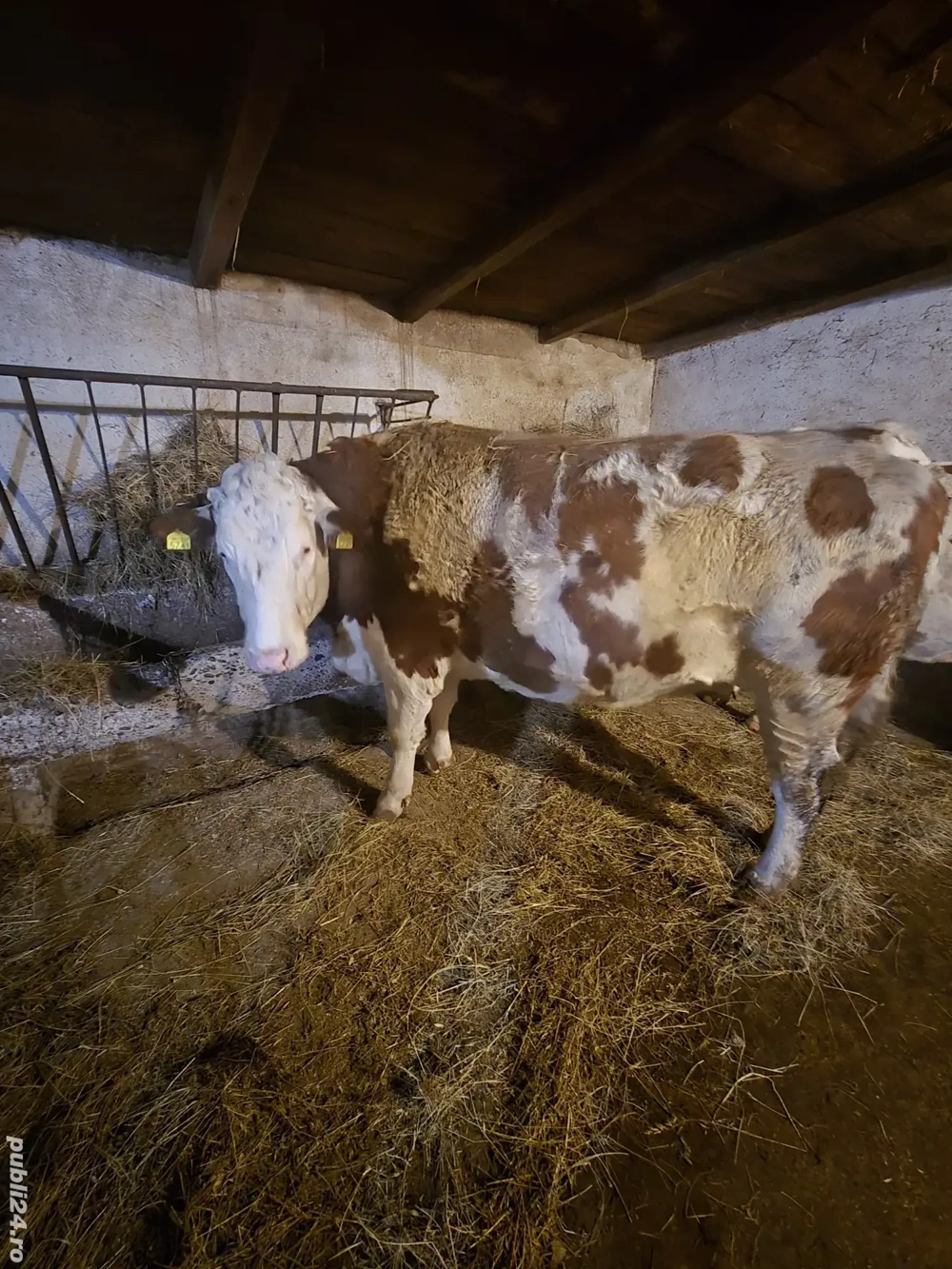 vând vacă bălțată Romanească vârsta 2 ani si 7 luni.gestantă în luna a-5-a.