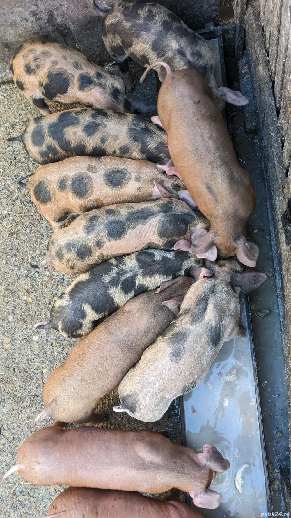 Purcei rasă de carne