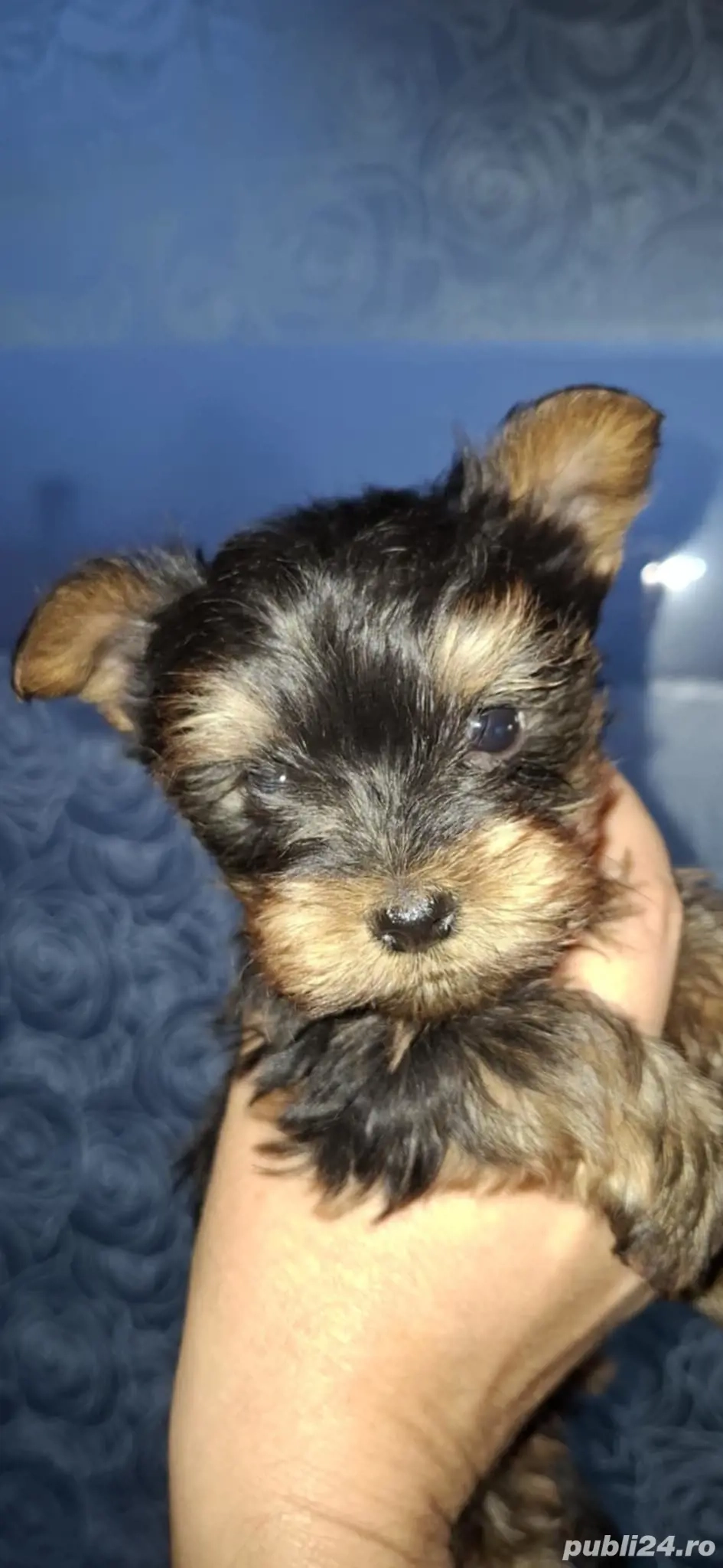 Pui Yorksire Terrier Toy