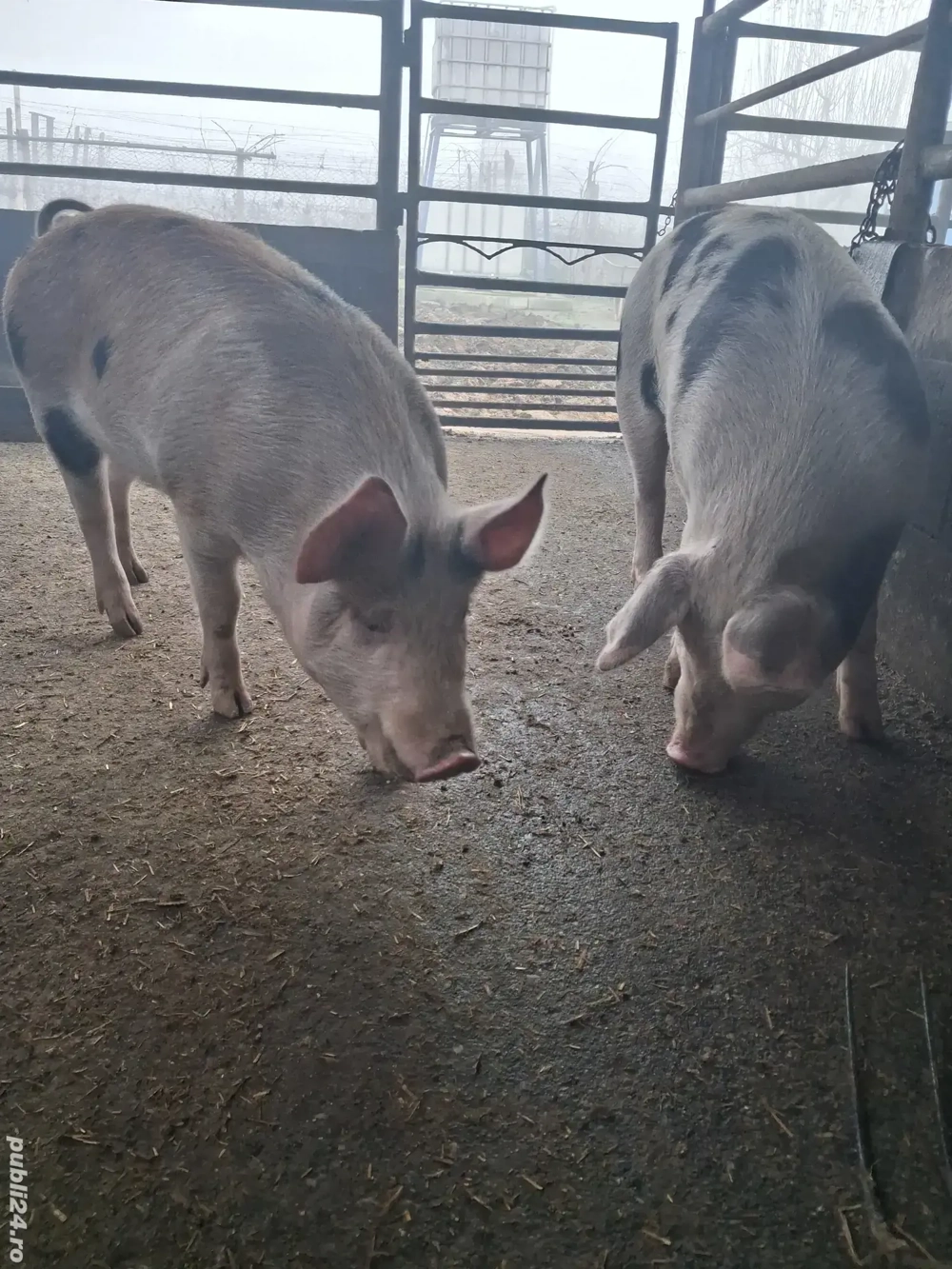 de vânzare 2 scrofițe 65...75 kg rasă duroc și petrean 