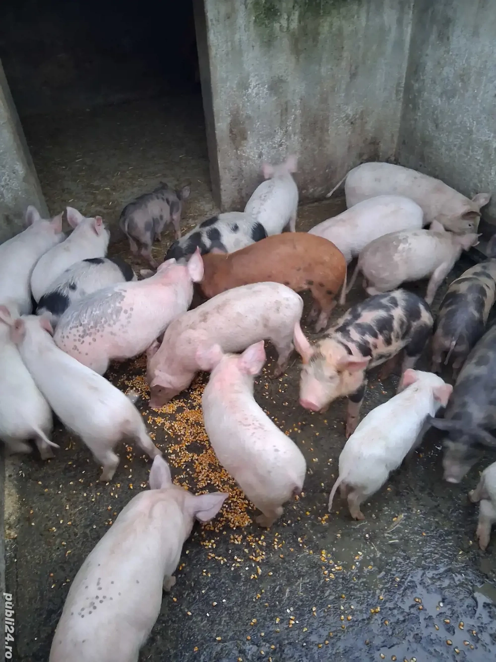 Vand purcei de 9 saptamani 