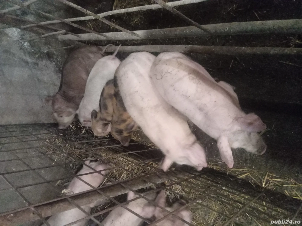 Purcei din rasele de carne