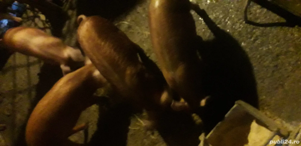 Vind purcei duroc virsta in jur de 3 luni.castrati 