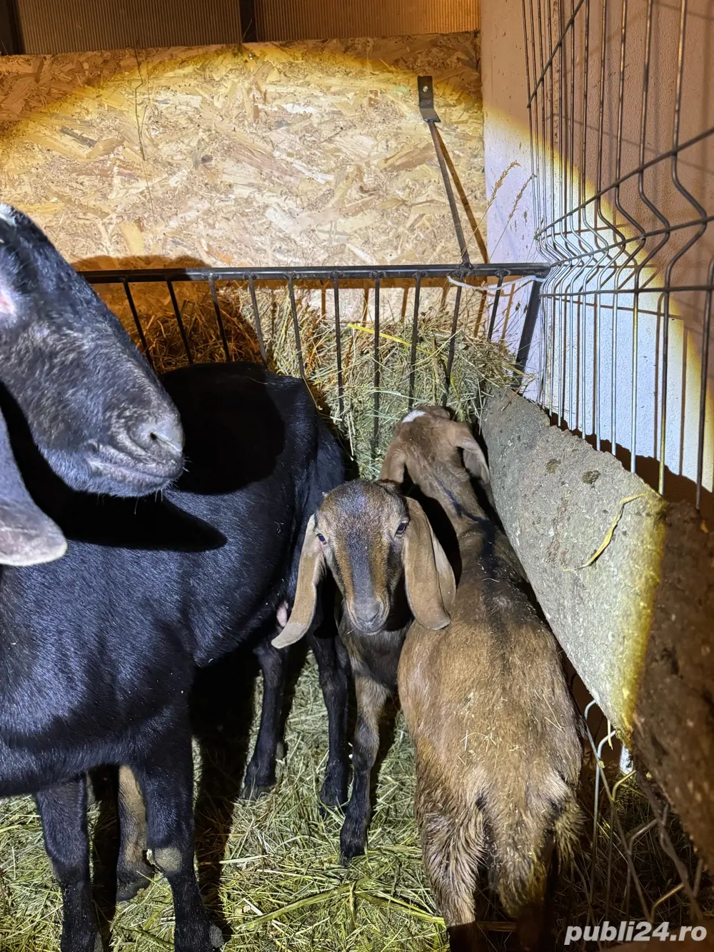 Ieduta si Iedut Anglo-Nubian 