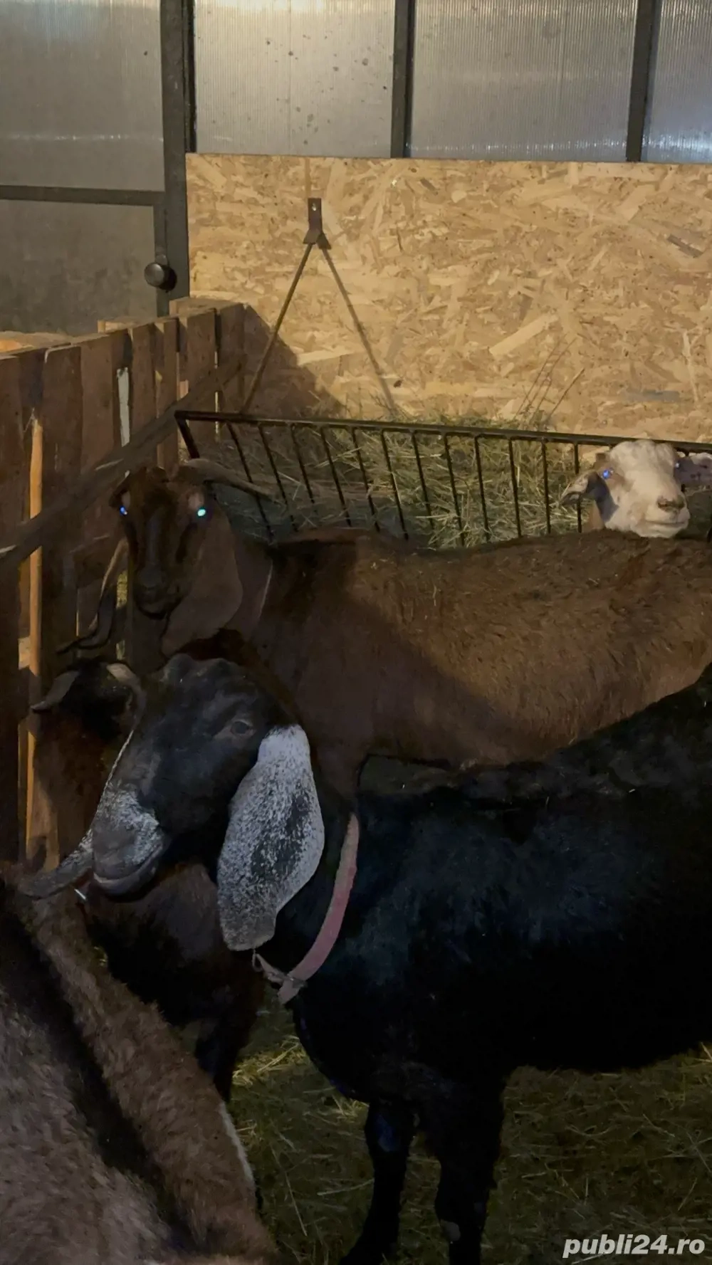 capre Anglo-Nubian si Metisate 