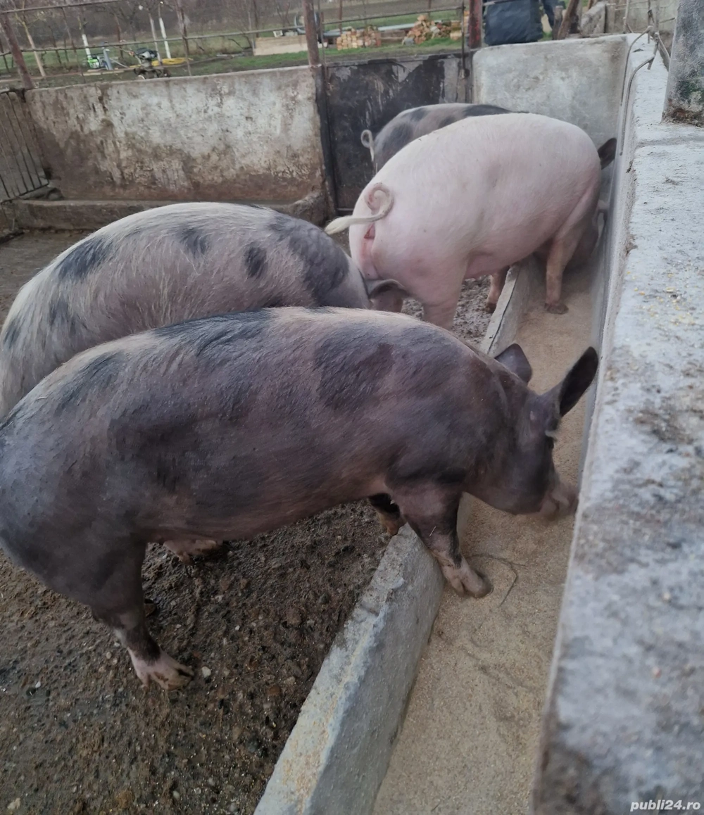 Vand porci de tăiat 