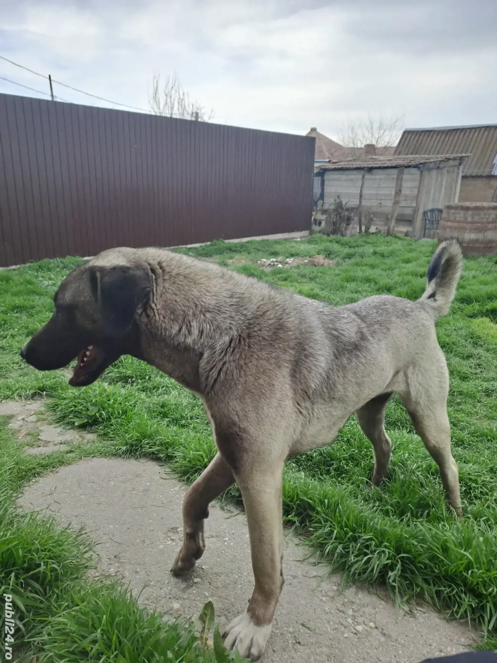 Femelă kangal caută Casă Nouă 