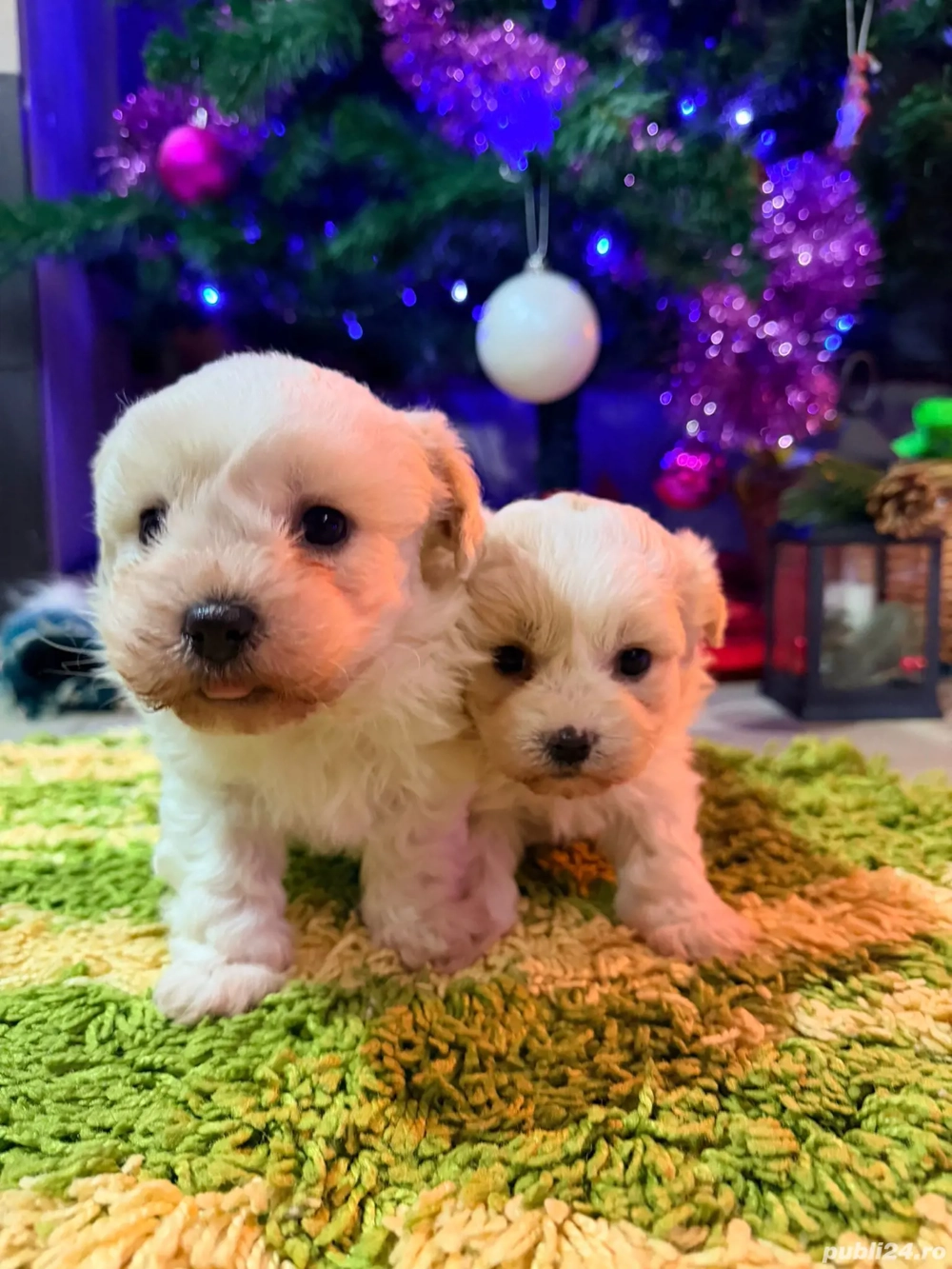 Vând Bichon Maltez Urgent 400 lei 