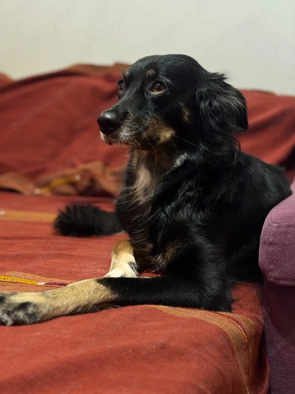 Se dă spre adopție fetița pe nume Tasha, 3 ani și jumătate