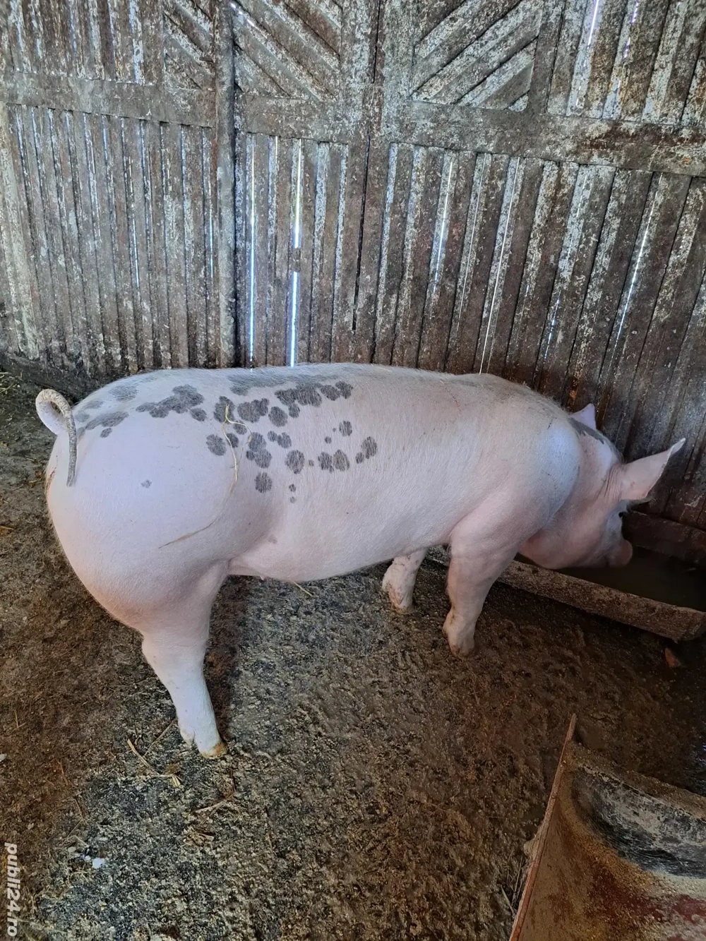 Grasuni Marsani Dolj 