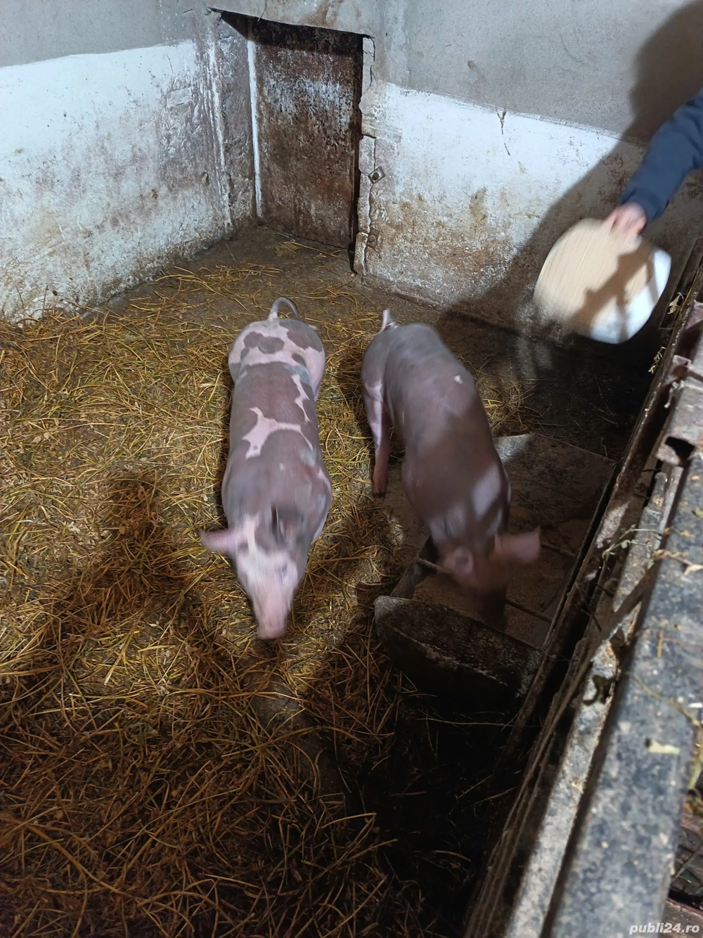 Scrofițe pietrain belgian pur