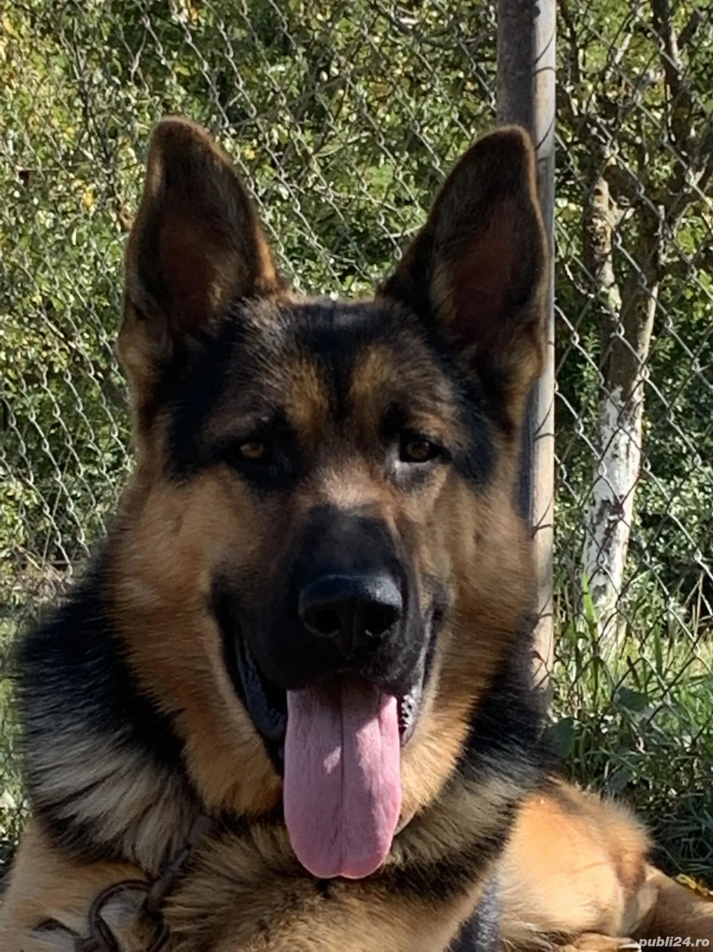 Dau urgent pereche ciobănesc german. 