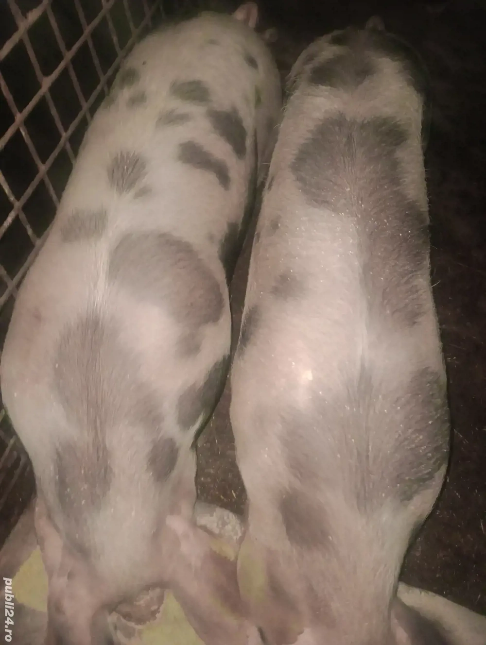 vînd porci de 120 kg cu 14 lei kg 