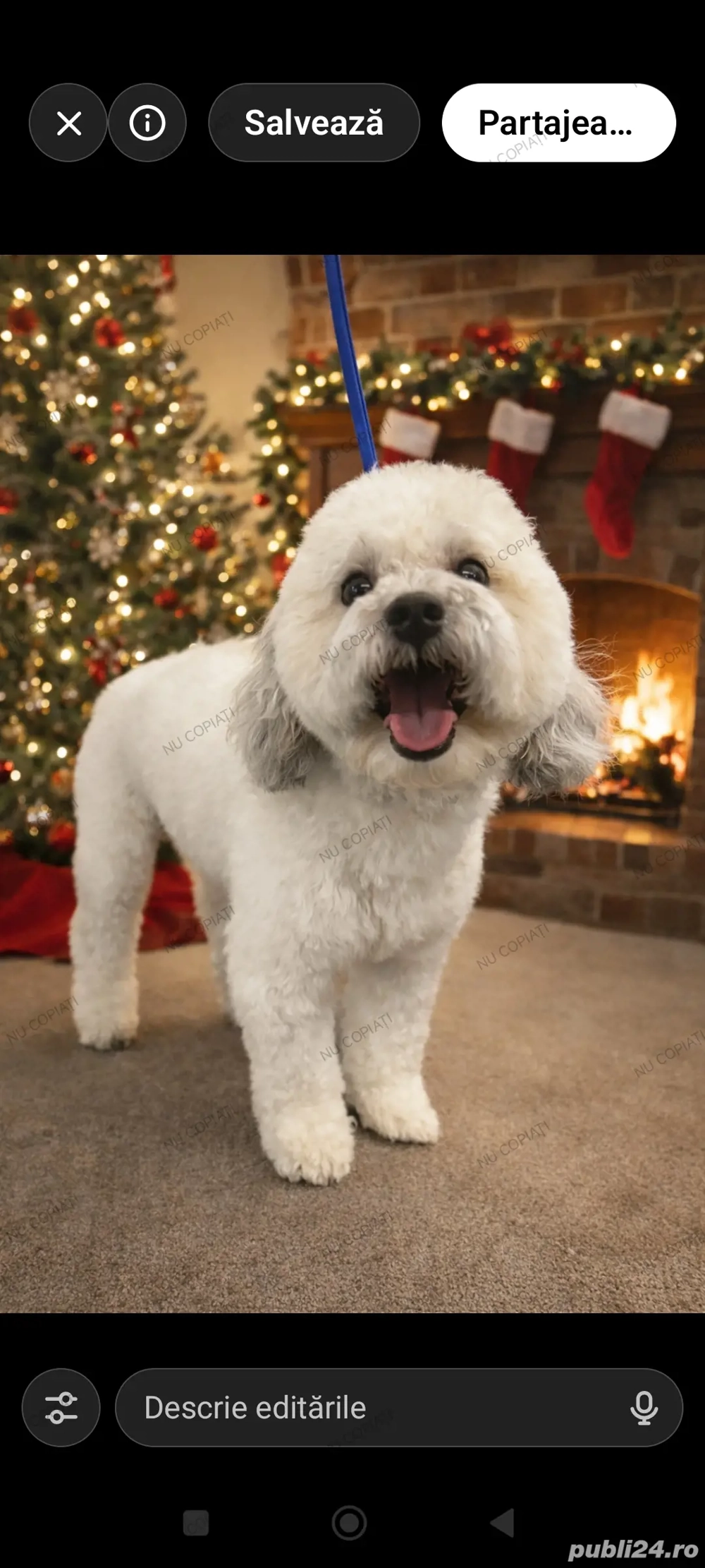 Frizerie canina Voivodina Bucuresti -Popesti Leordeni 