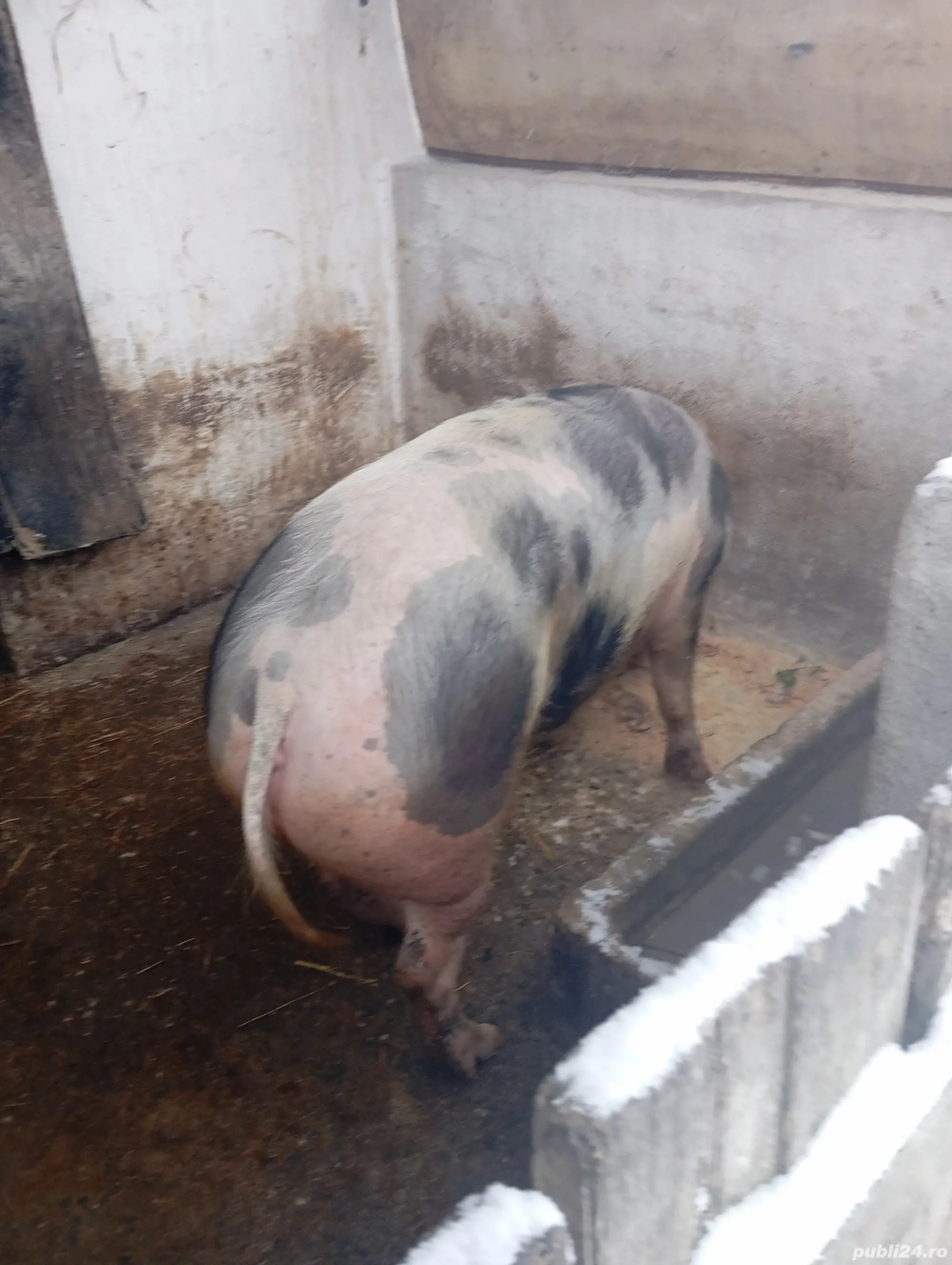Porcii de vânzare 