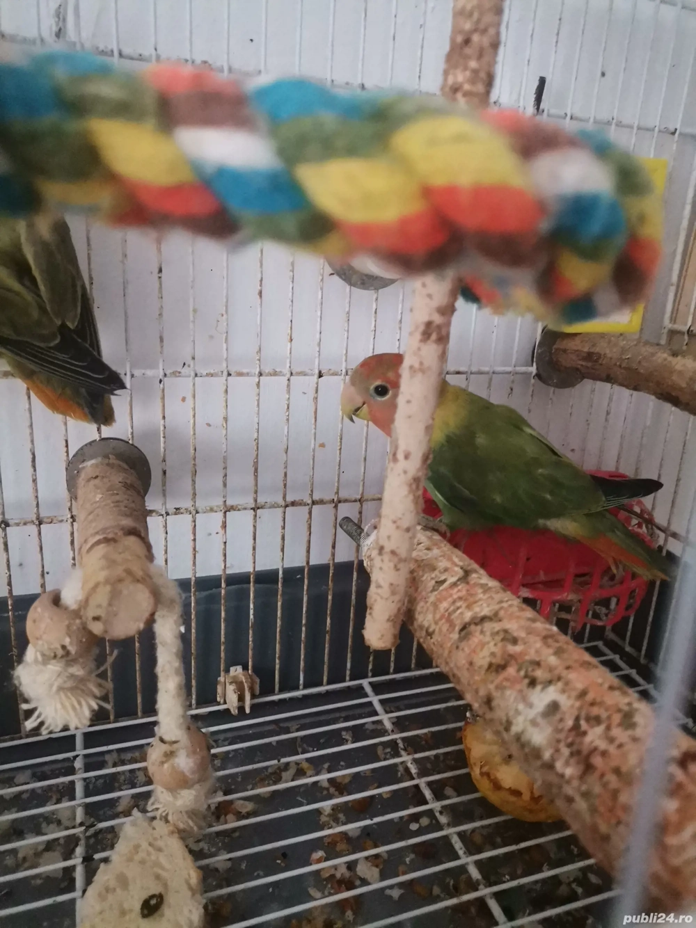 Papagali Agaponis pui