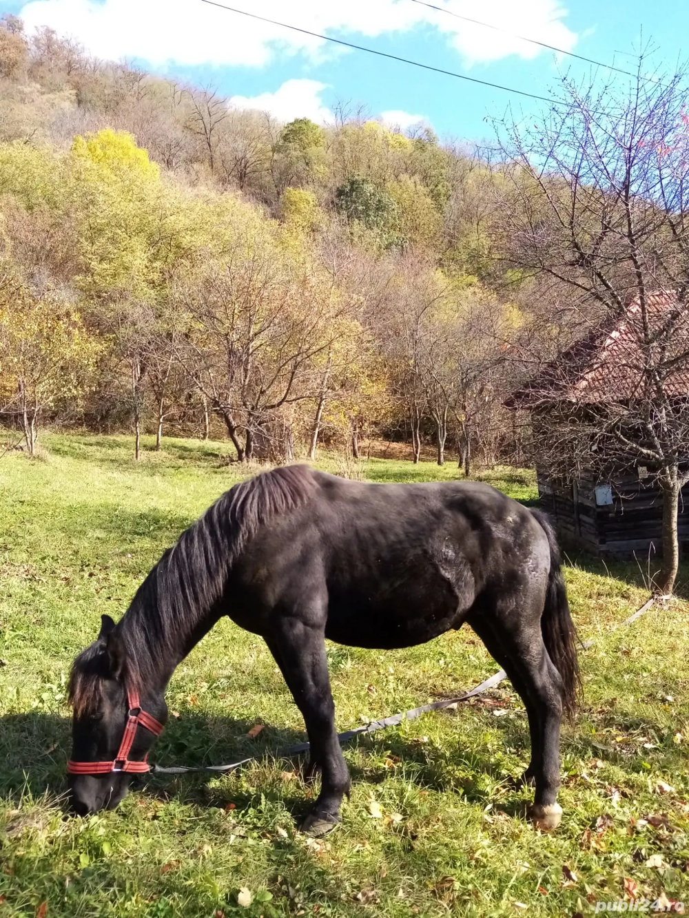 Vand cal cuminte sau schimb cu vaca 