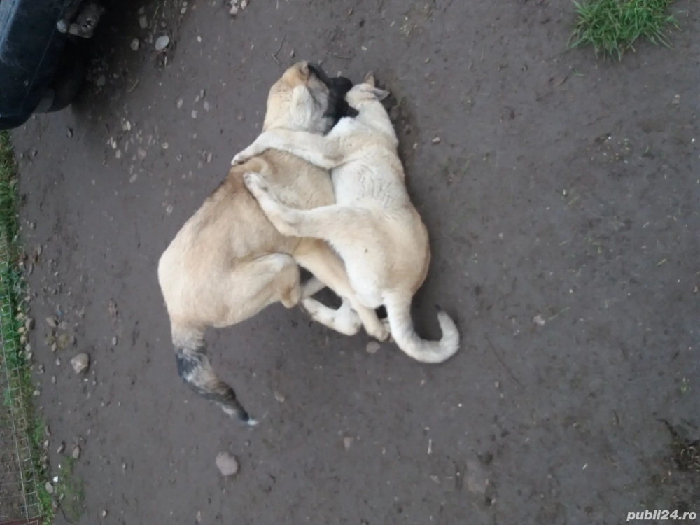 kangal mascul 4 luni femela 6 luni disponibili