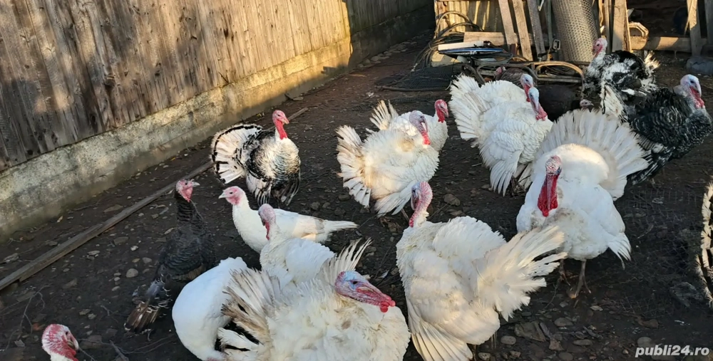 Vând curci și curcani românești 