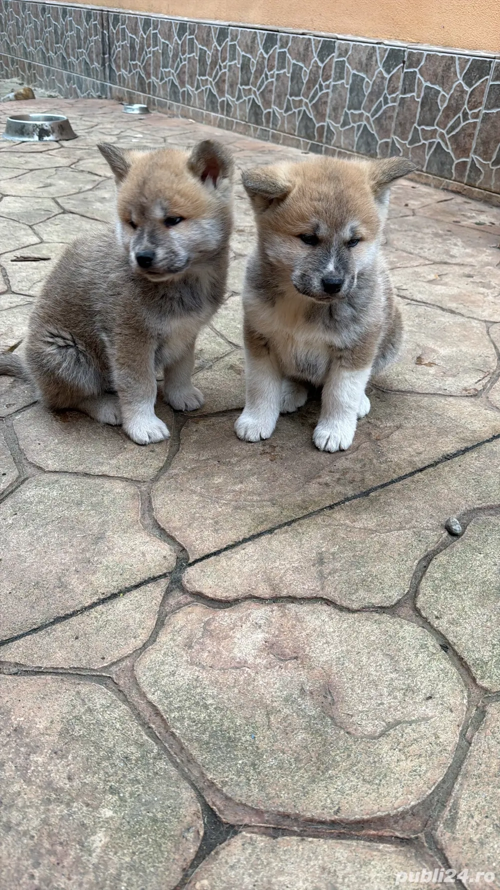 catei akita inu japonez