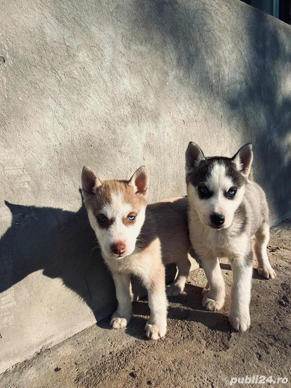 catelusi husky 700ron 