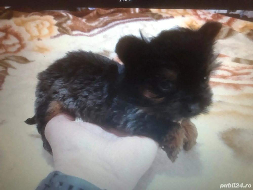 Yorkshire Terrier Mini Toy   Rasă Pură, cu Pedigree