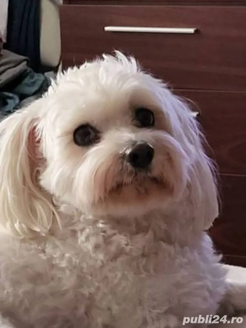 Bichon Maltese 10 luni