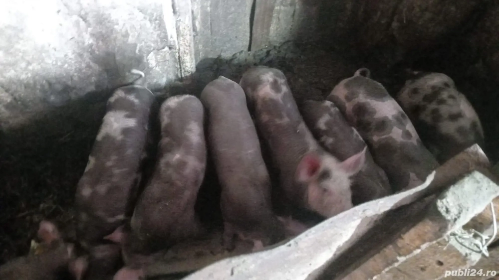 Purceluși de vânzare 