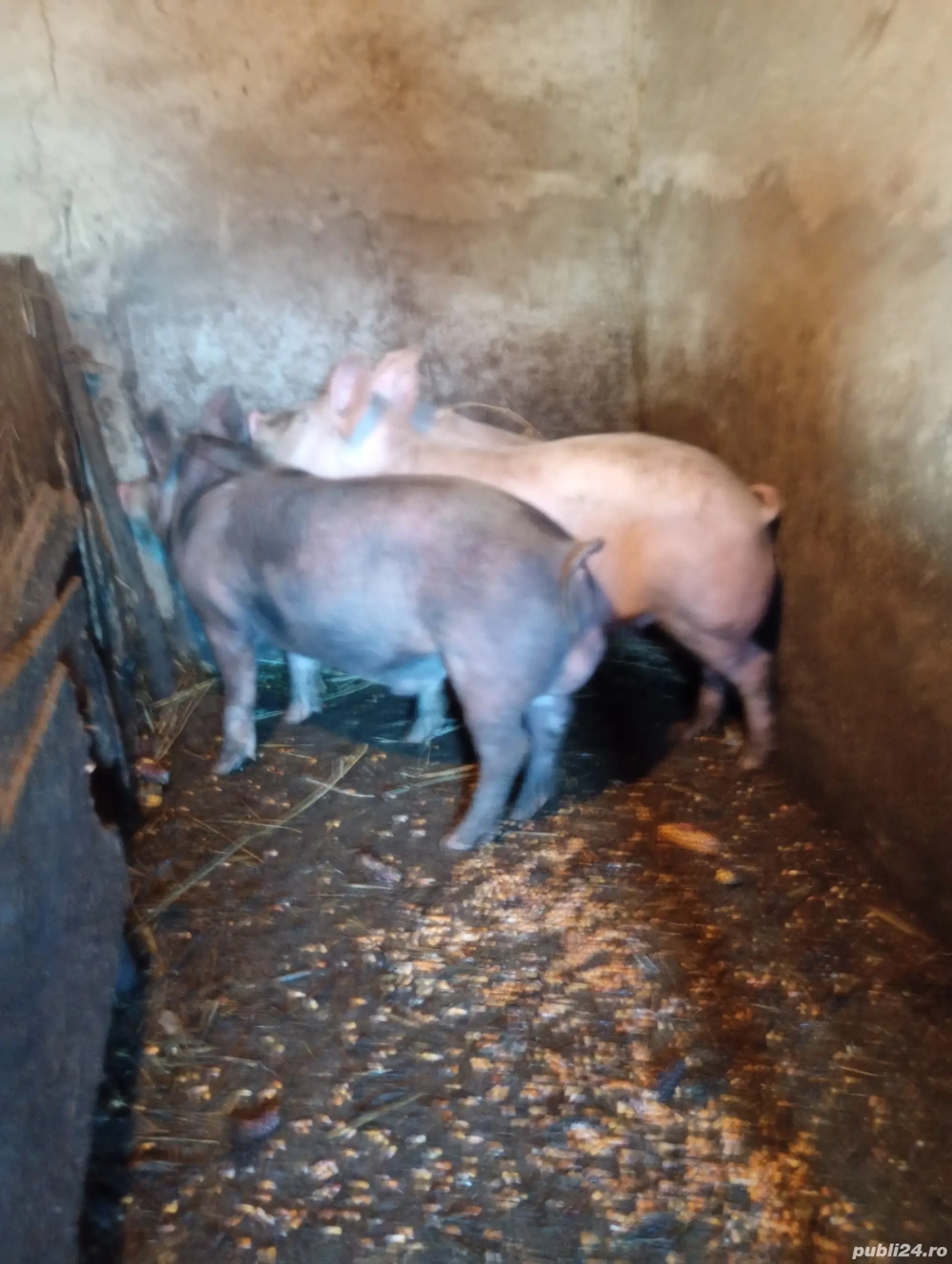 vând un ver si doua scroafe