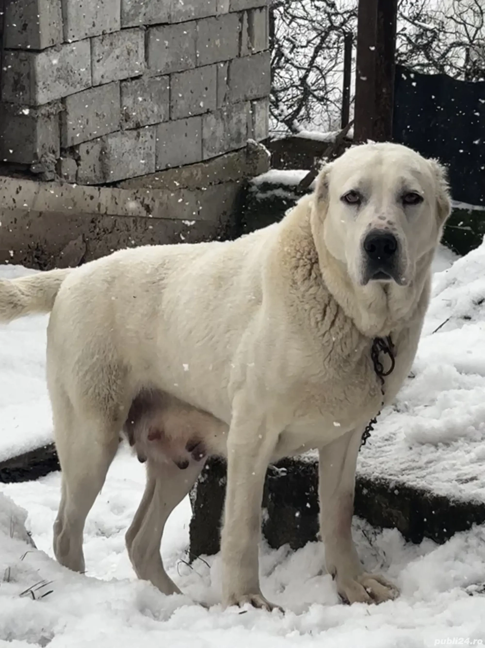 femelă asia centrală 