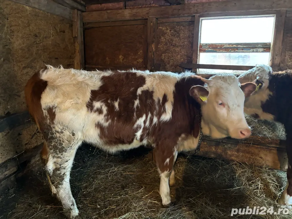 vand 3 tauri si o vitea