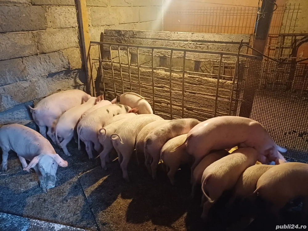 Vand purcei timisoara