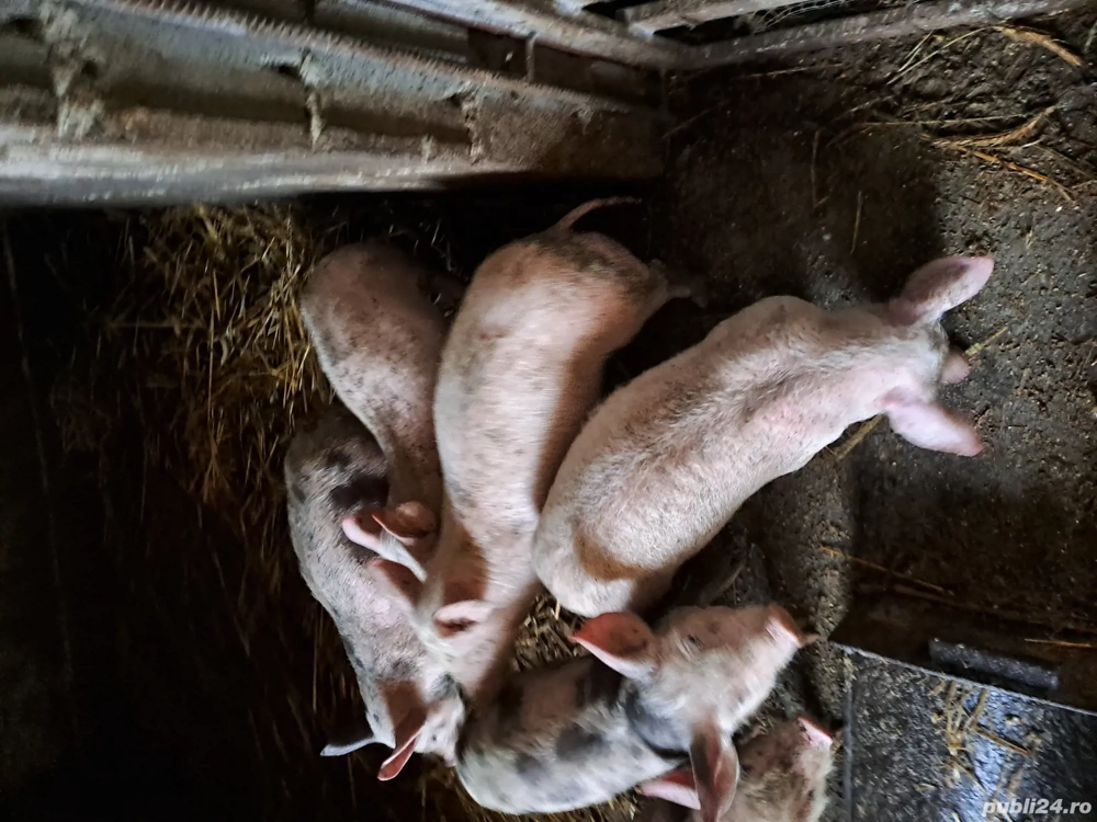 Porcii  de vânzare 