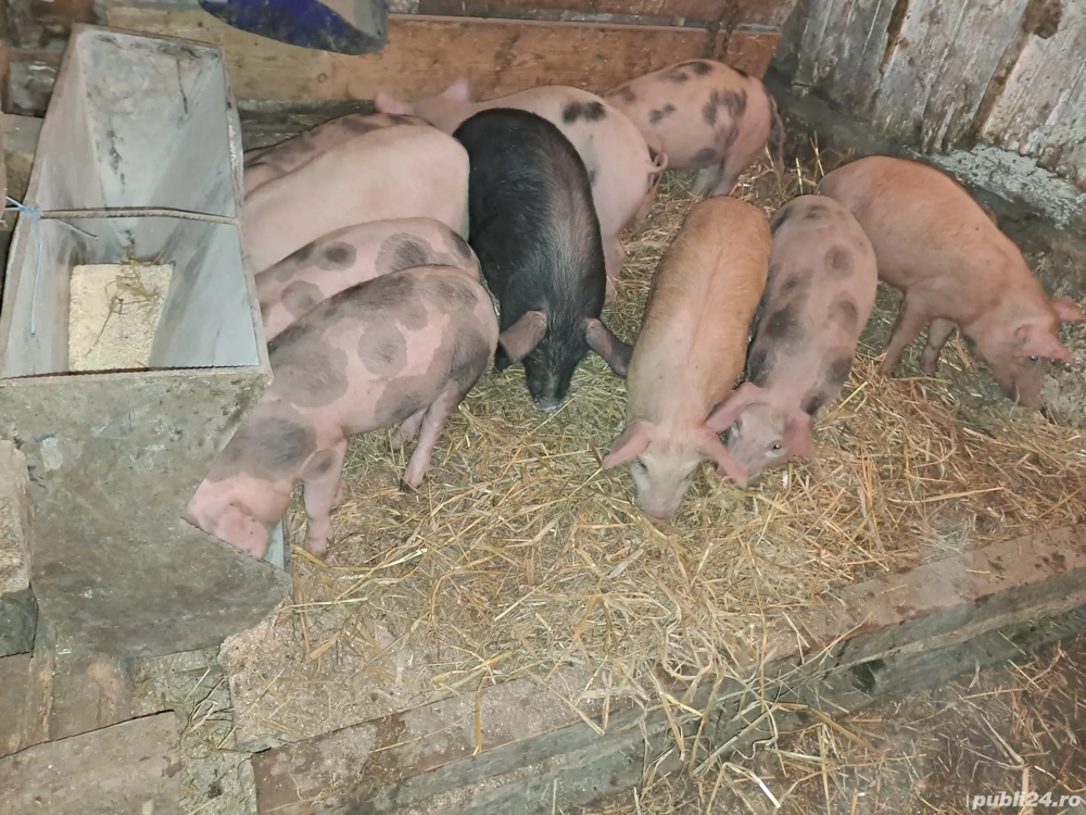 Vând soldani rasa de carne si mixtă