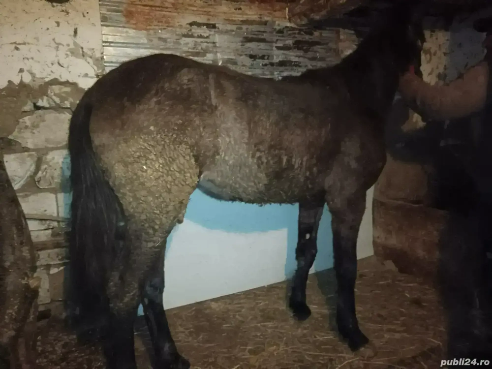 mânză 1 an si 2 luni